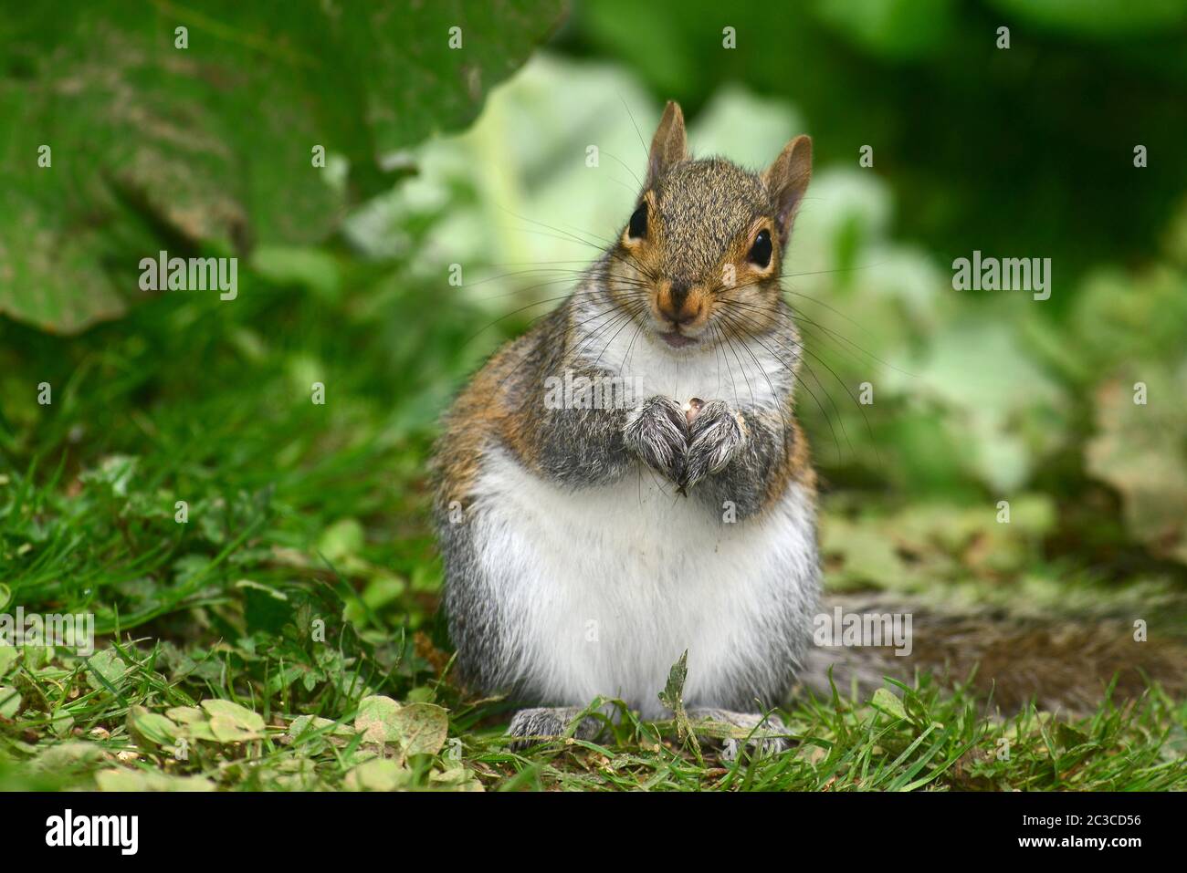 Gray squirrel outside hi-res stock photography and images - Alamy