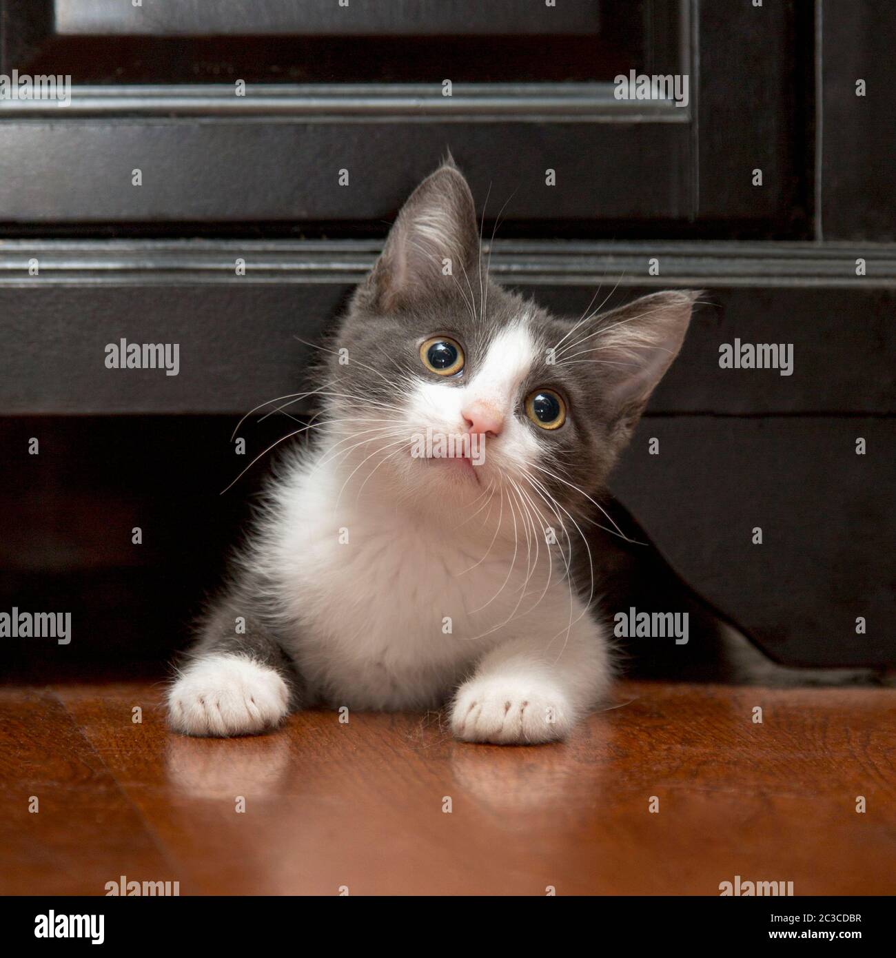 Portrait of a fuzzy little grey and white kitten Stock Photo