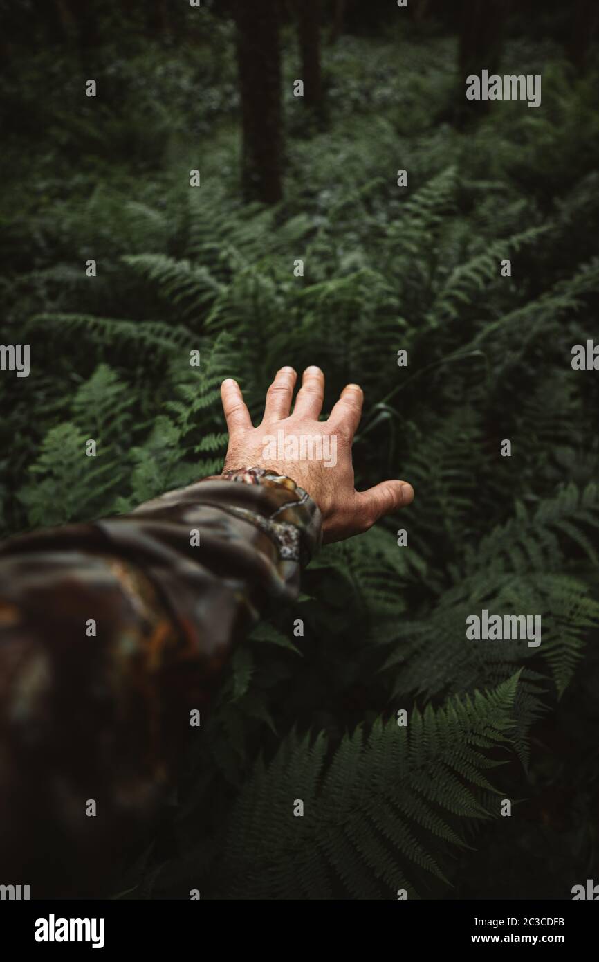 Survivor man hands touching the green fern plants in the wilderness forest in a rainy day. Stock Photo