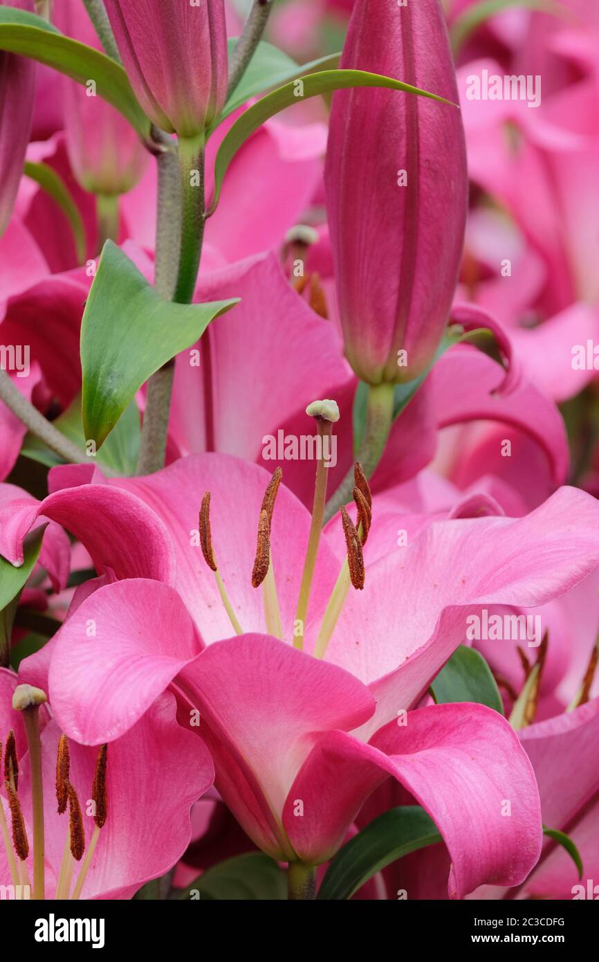Close-up of the deep pink flowers of oriental lily 'brusago', Lily Brusago, LILY ORIENTAL BRUSAGO Stock Photo