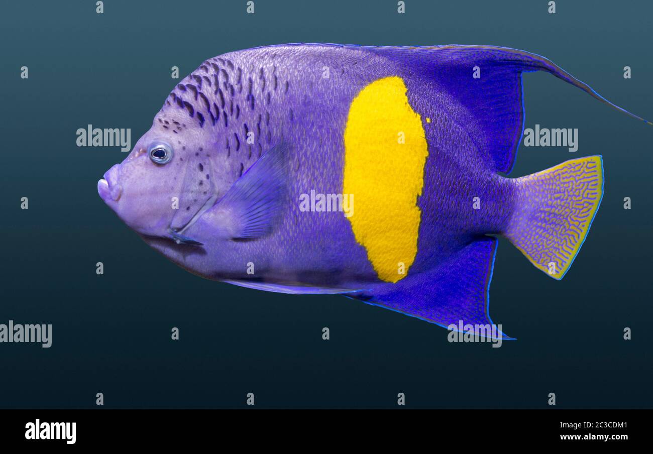 halfmoon angelfish in dark gradient back Stock Photo