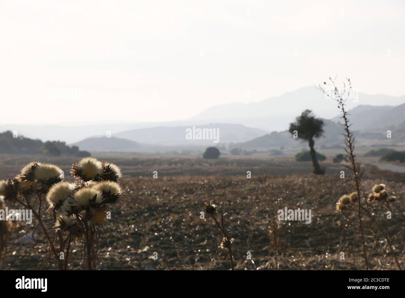 Landschaft mit verblühten Disteln auf der Karpaz Halbinsel, im Hintergrund das Fünffinger-Gebirge, Türkische Republik Nordzypern Stock Photo