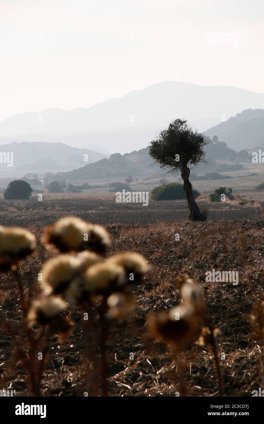 Landschaft mit Olivenbaum  auf der Karpaz Halbinsel, im Hintergrund das Fünffinger-Gebirge, Türkische Republik Nordzypern Stock Photo