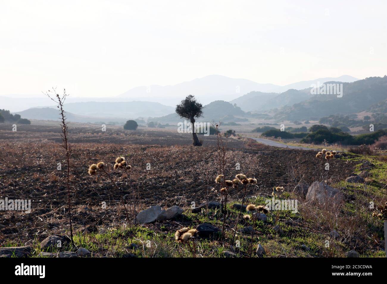 Landschaft mit verblühten Disteln auf der Karpaz Halbinsel, im Hintergrund das Fünffinger-Gebirge, Türkische Republik Nordzypern Stock Photo
