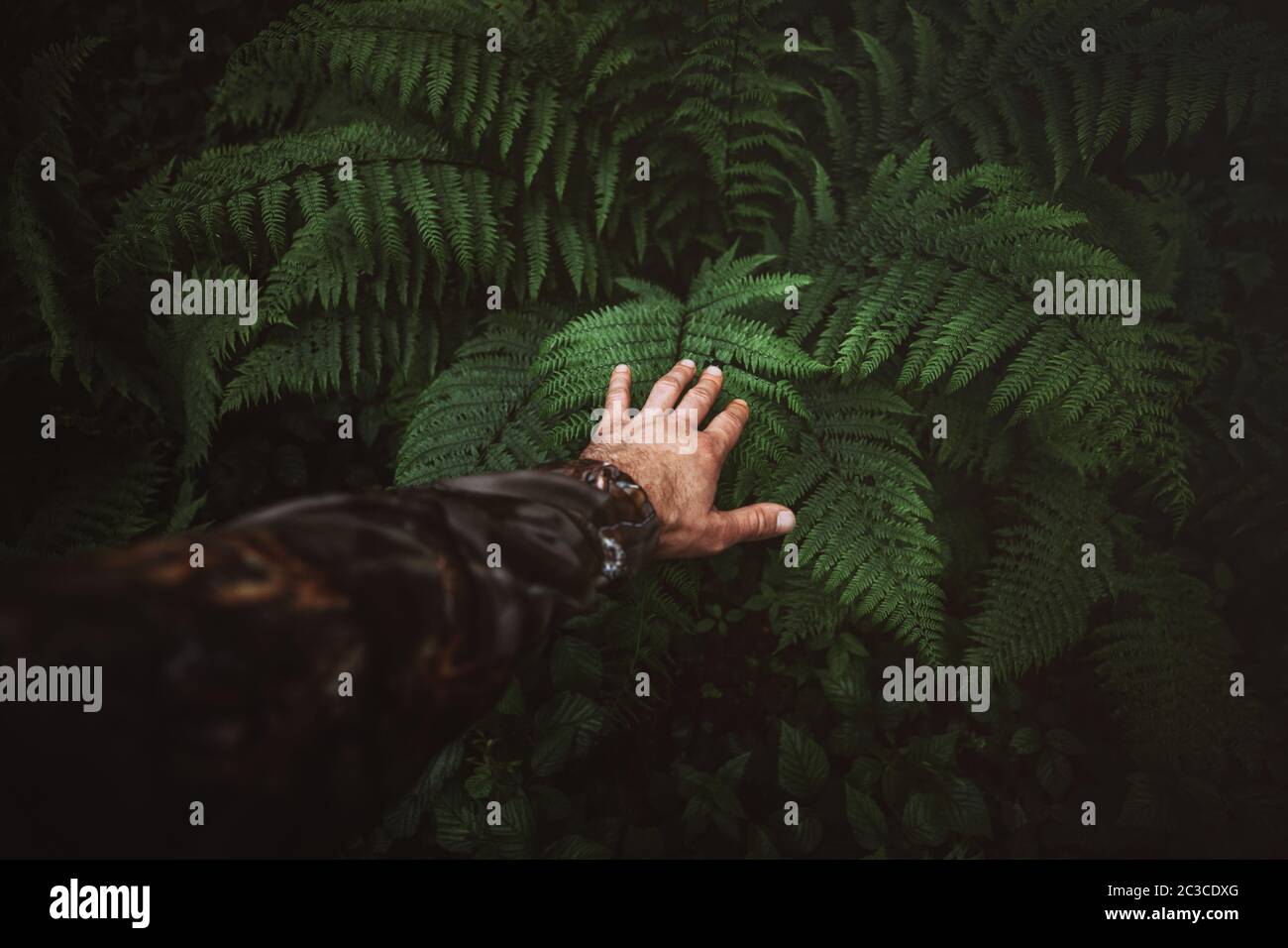 : Close up of explorer male hand wearing camouflage clothing. Touching the grean fern leaves in the wilderness forest. Survival travel,lifestyle conce Stock Photo