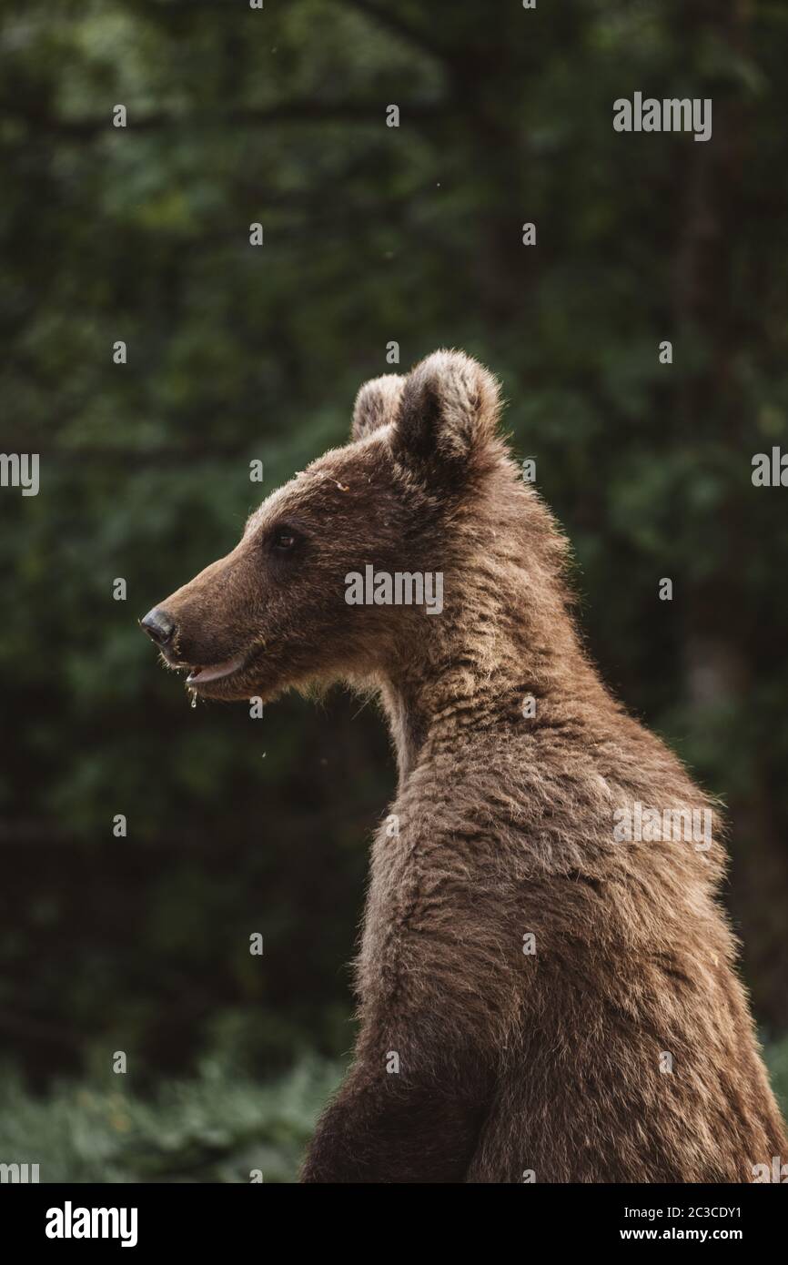 Curious brown bear cub in the wilderness forest Stock Photo - Alamy