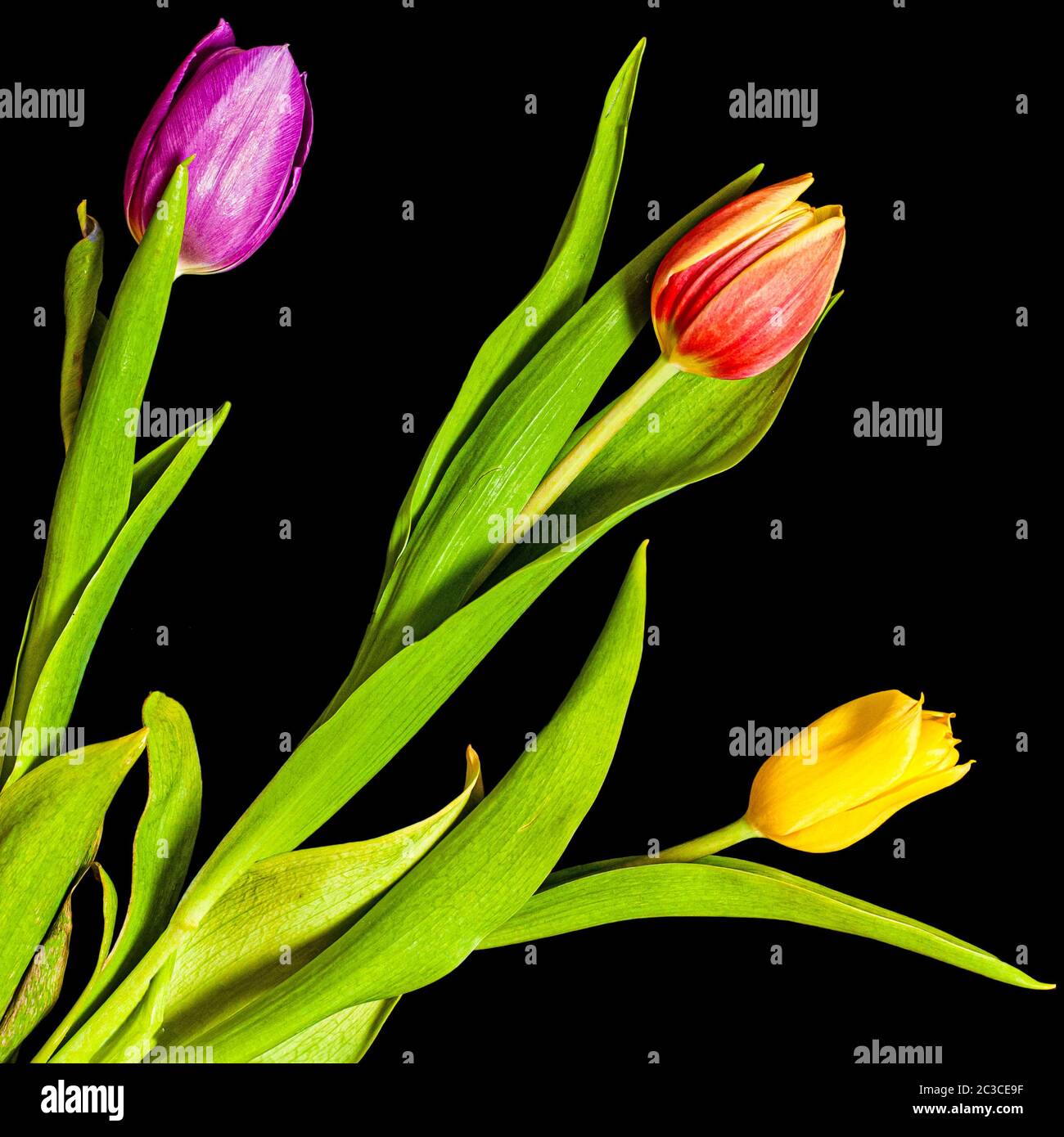 Blooming lovely. Flowers growing and blooming representing new hope and growth during dark times. Stock Photo