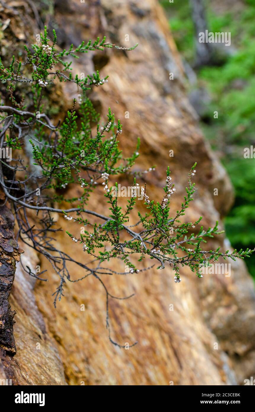 Delicate coniferous plant branch with tiny white flowers growing on vertical rocky  mountain surface. Selective focus. Vertical frame. Stock Photo