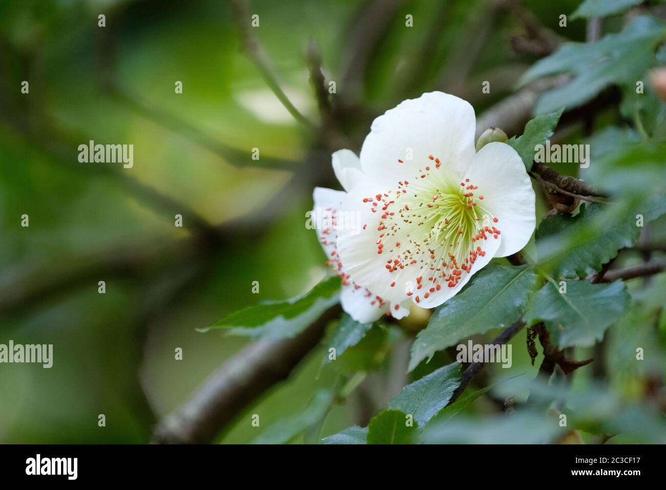 White open-cup flowers of Eucryphia glutinosa, brush bush or nirrhe Stock Photo