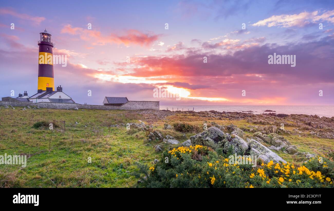 Amazing sunrise at St. Johns Point Lighthouse in County Down, Northern Ireland. Rocks and flowers on coastline. Stock Photo