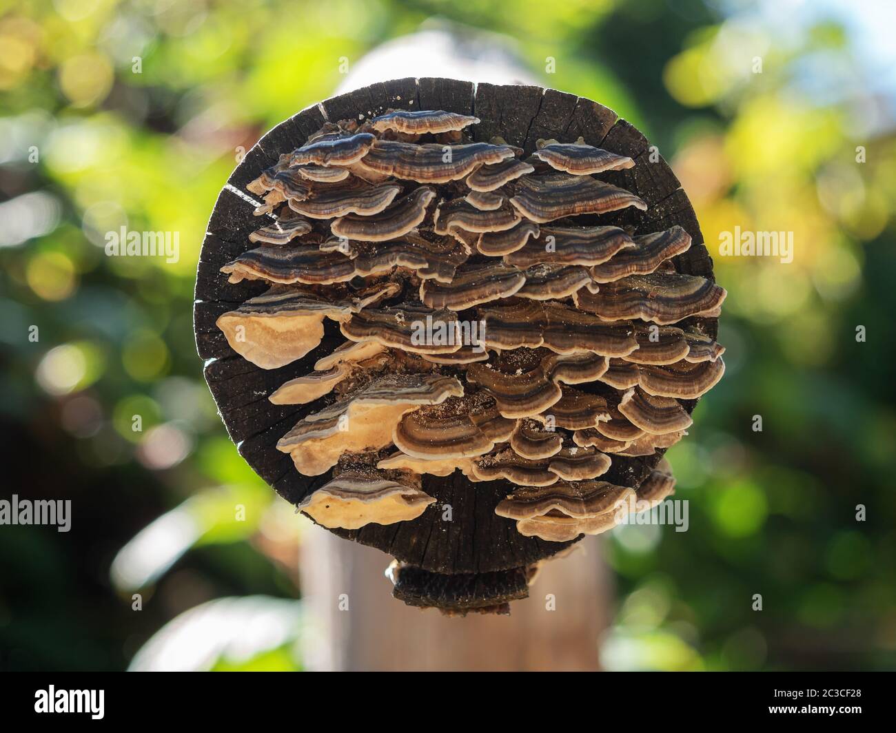 An image of a close-range array of small tree mushrooms growing on a tree log on a blurry background Stock Photo