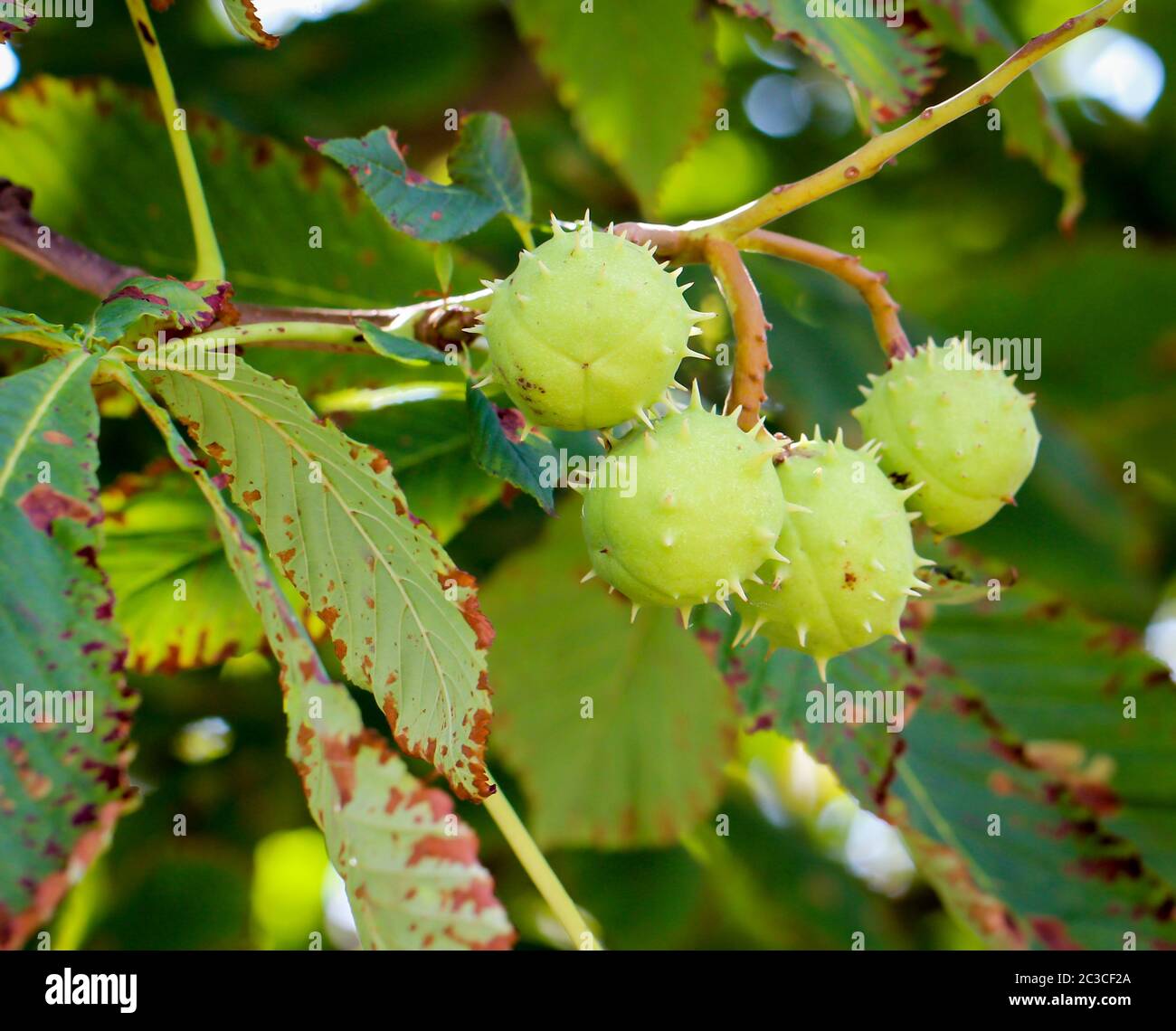 Chestnuts growing on the tree. Leaves of a chestnut tree. Stock Photo