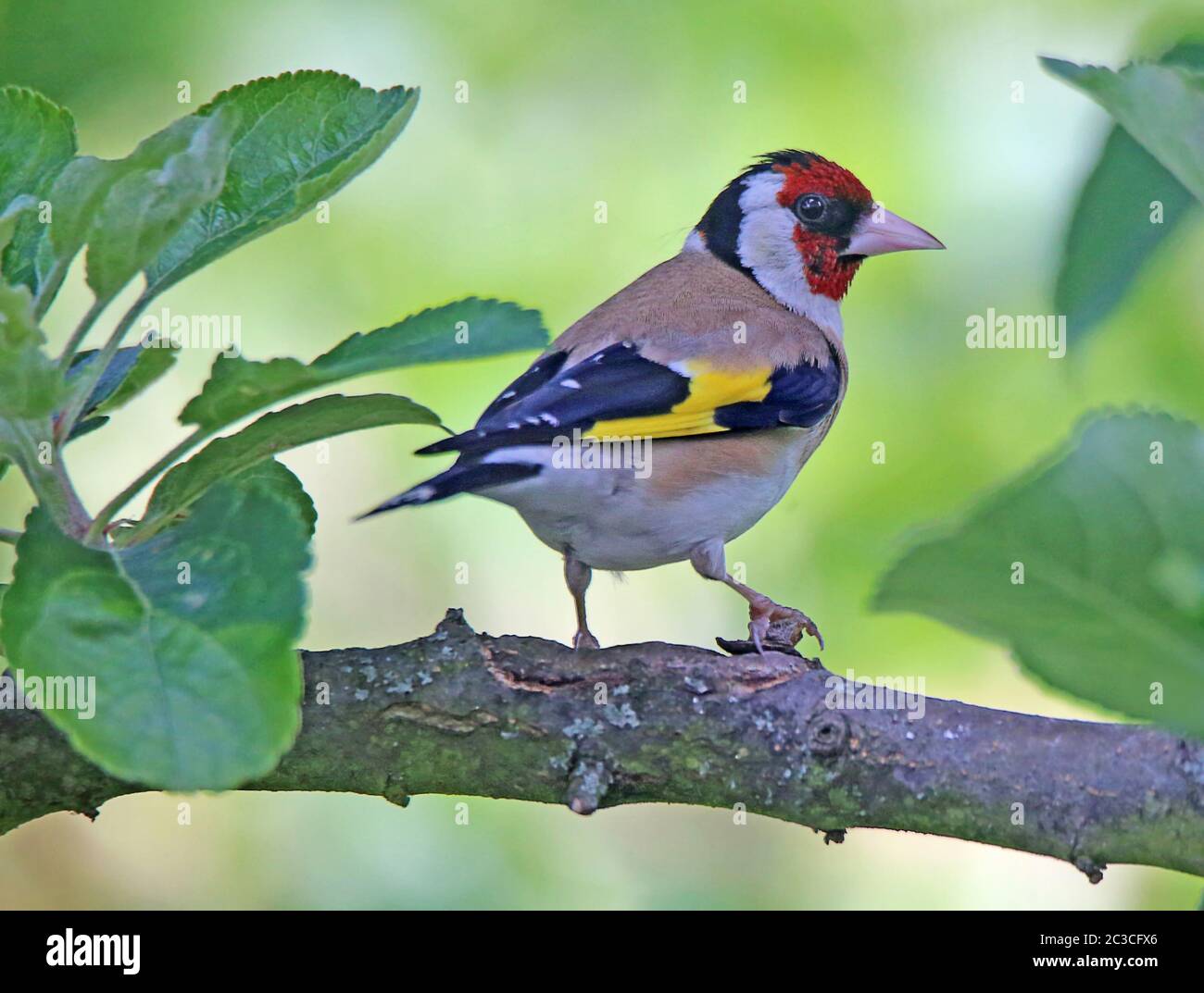 Stieglitz hires stock photography and images Alamy