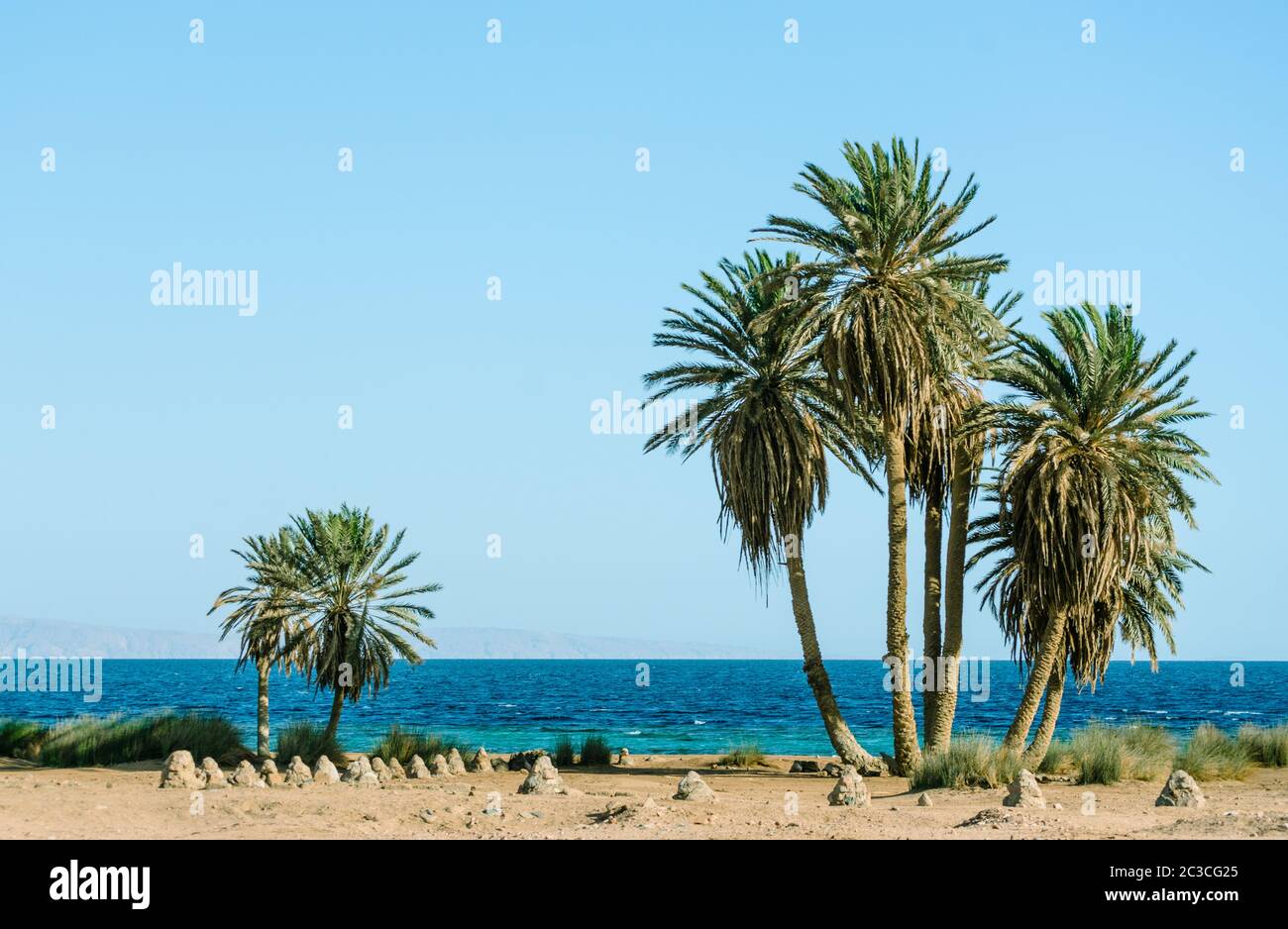 tall green palm trees on the shores of the Red Sea in Egypt Dahab Stock Photo