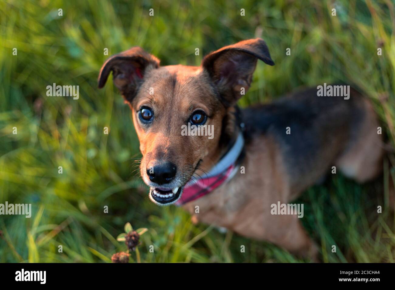 Terrier and sales weiner dog mix