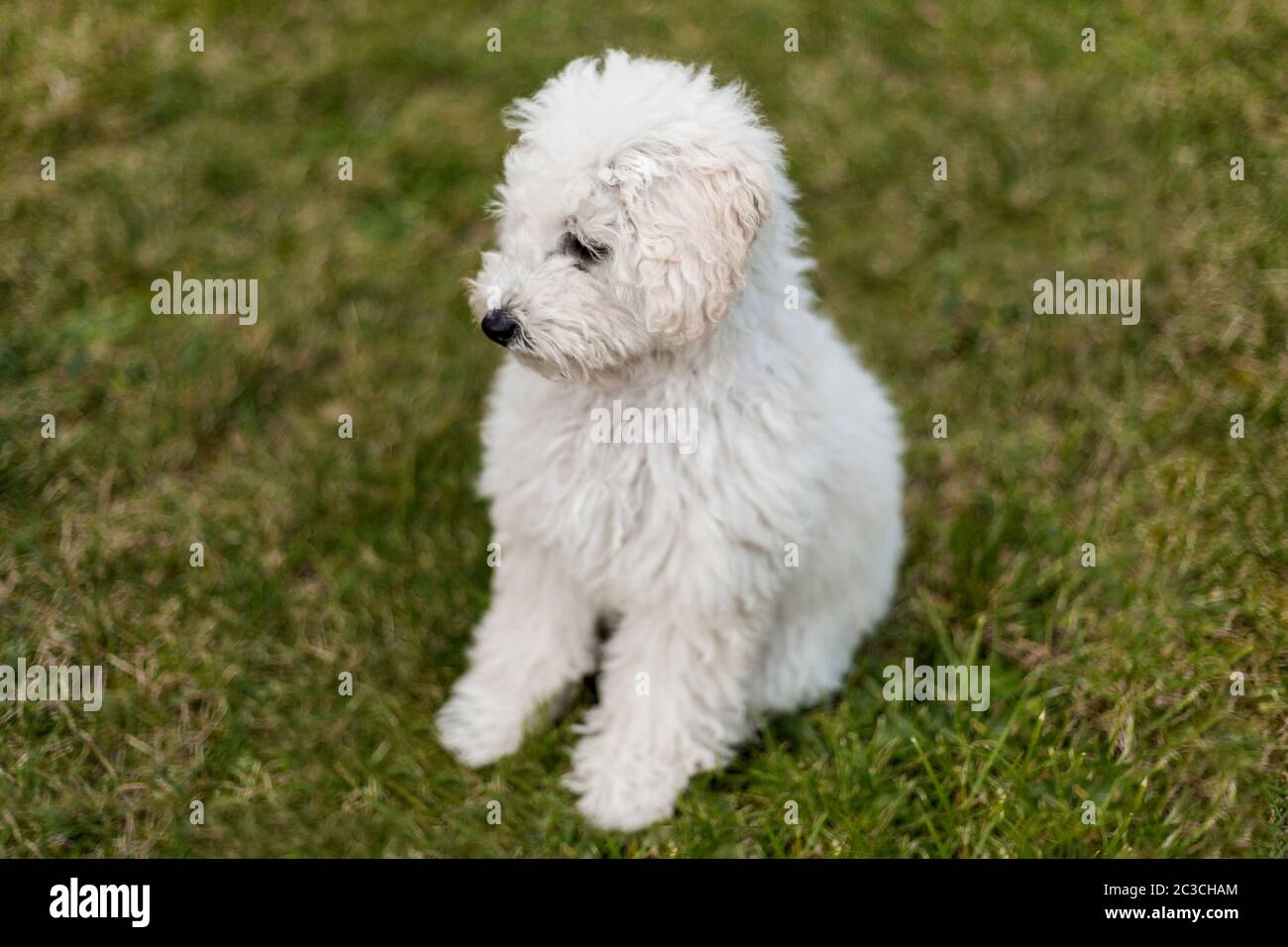 Portrait of a white Poodle puppy outdoors Stock Photo - Alamy