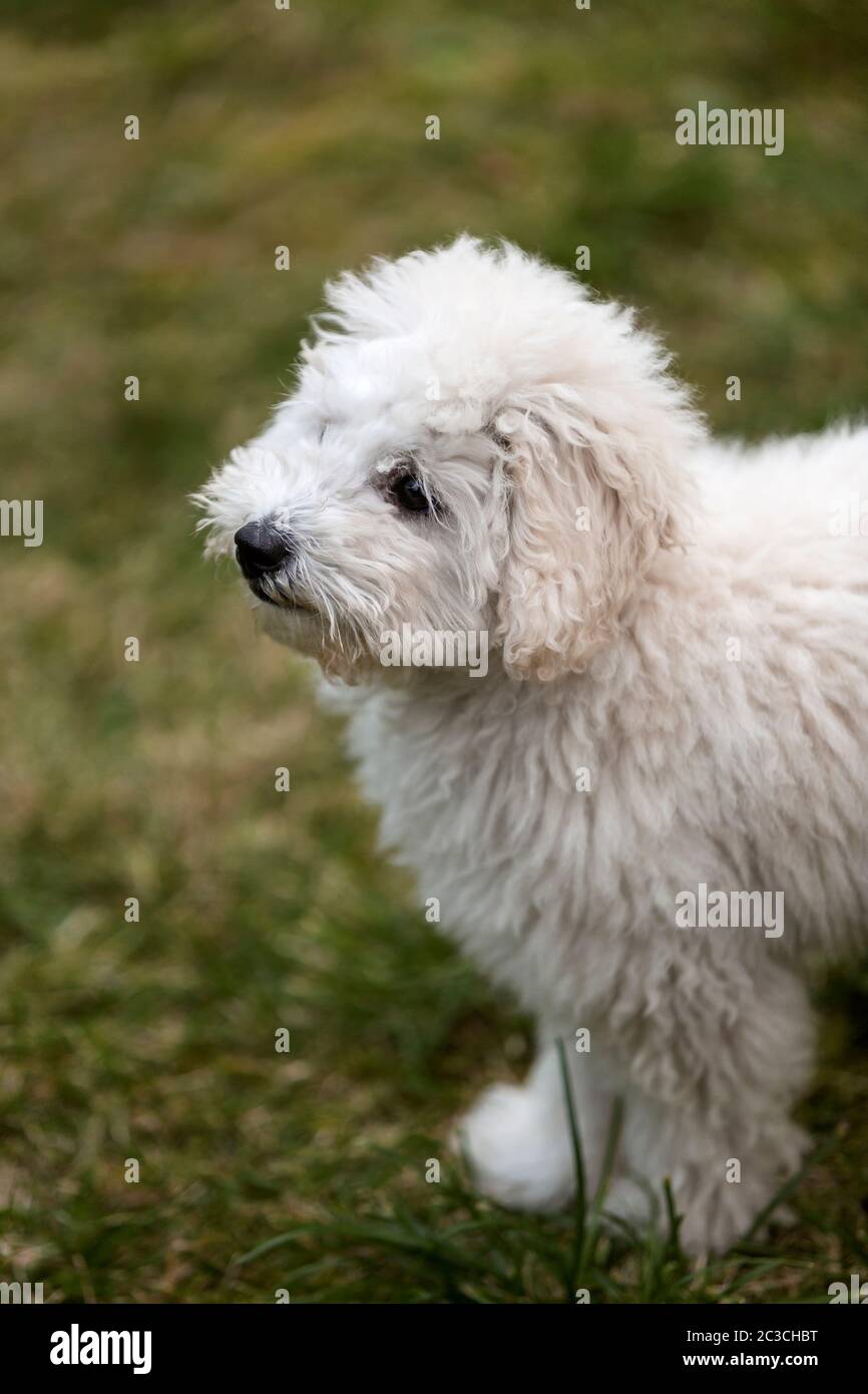 Portrait of a white Poodle puppy outdoors Stock Photo - Alamy
