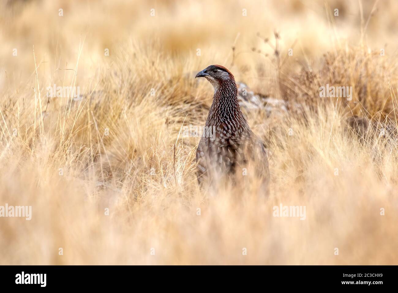 Bird Erckels Francolin Ethiopia wildlife Stock Photo