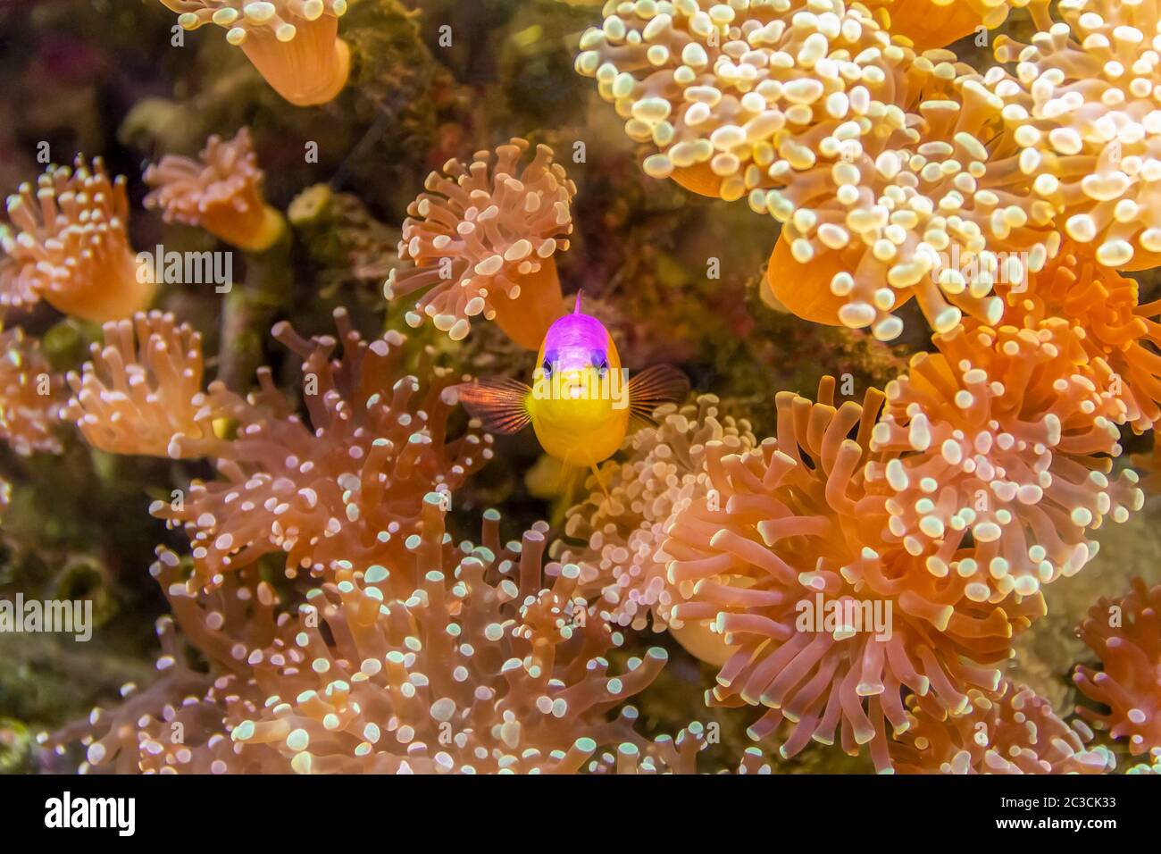 purple-top dottyback fish in natural coral reef ambiance Stock Photo