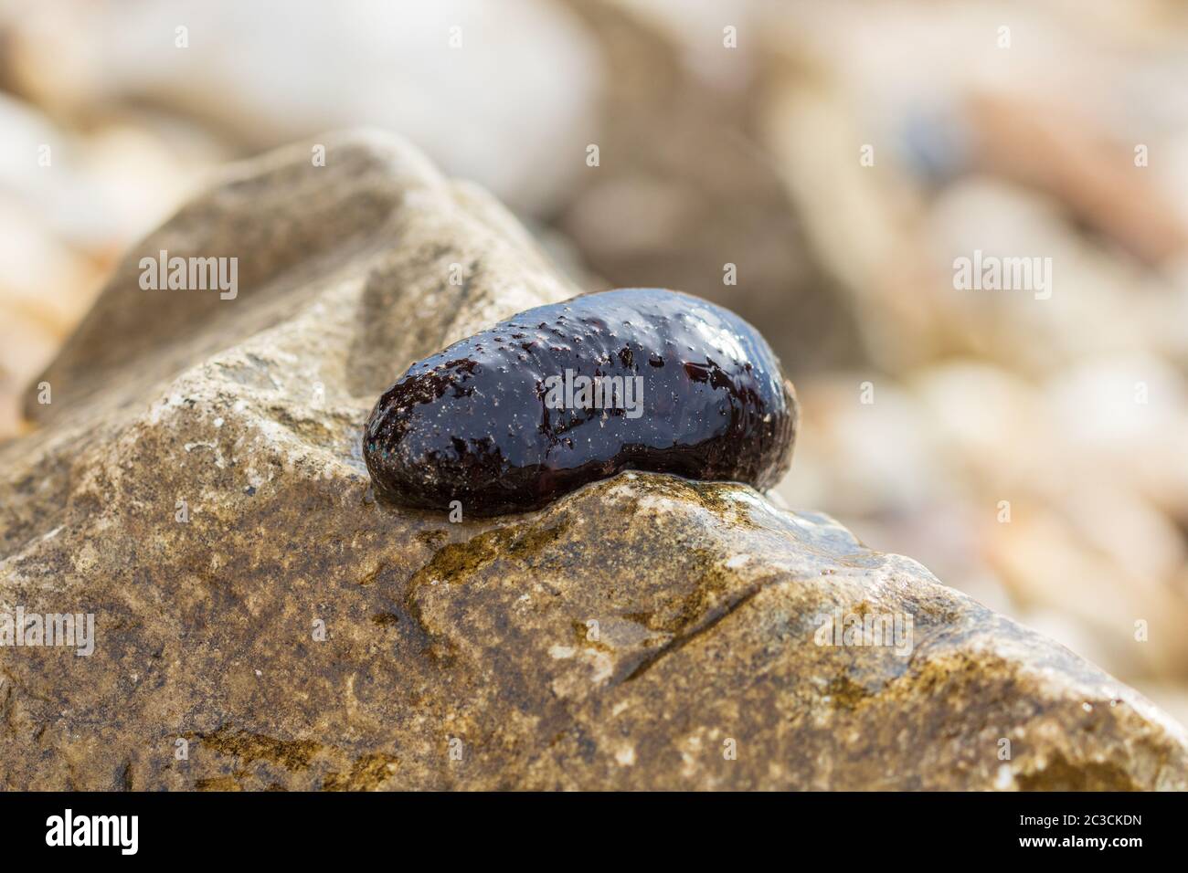 Close up of sea cucumber on a stone on the beach. Stock Photo