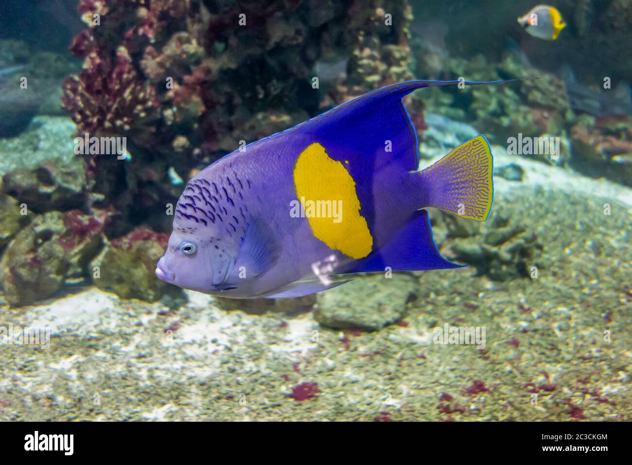 halfmoon angelfish in natural underwater ambiance Stock Photo