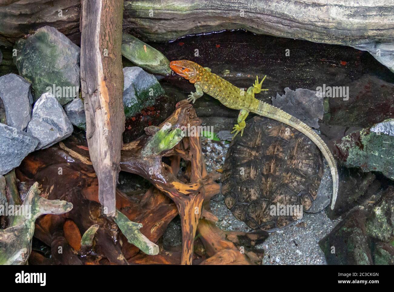 a Northern caiman lizard and a Mata mata turtle in riparian ambiance Stock Photo