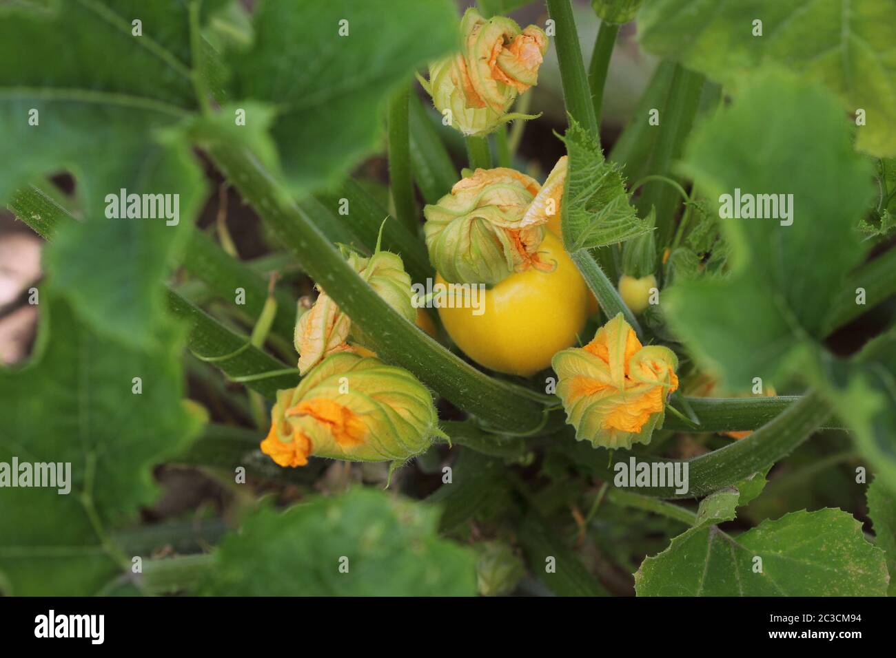 Zucchini plant. Zucchini flower. Green vegetable marrow growing on bush Stock Photo