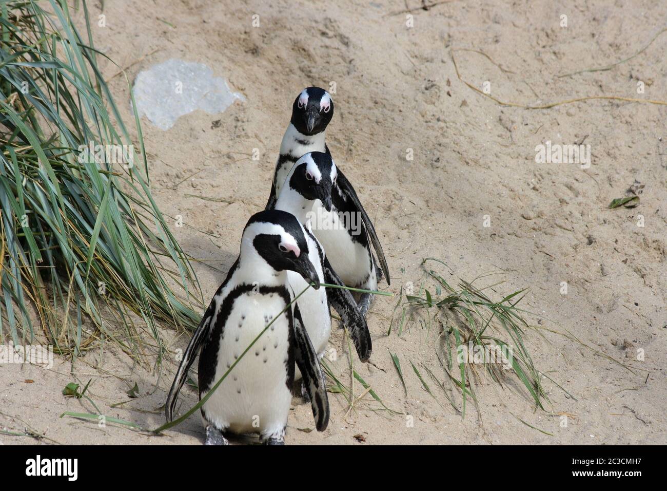 A group of Humboldt penguins (Spheniscus humboldti) Stock Photo