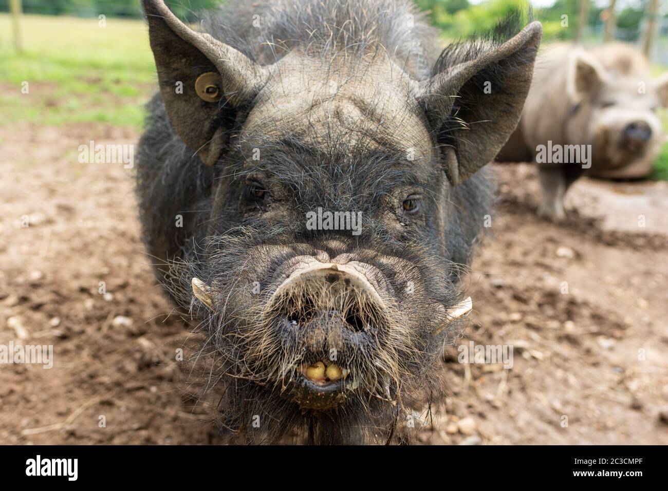 Close up of Kune Kune pig face Stock Photo