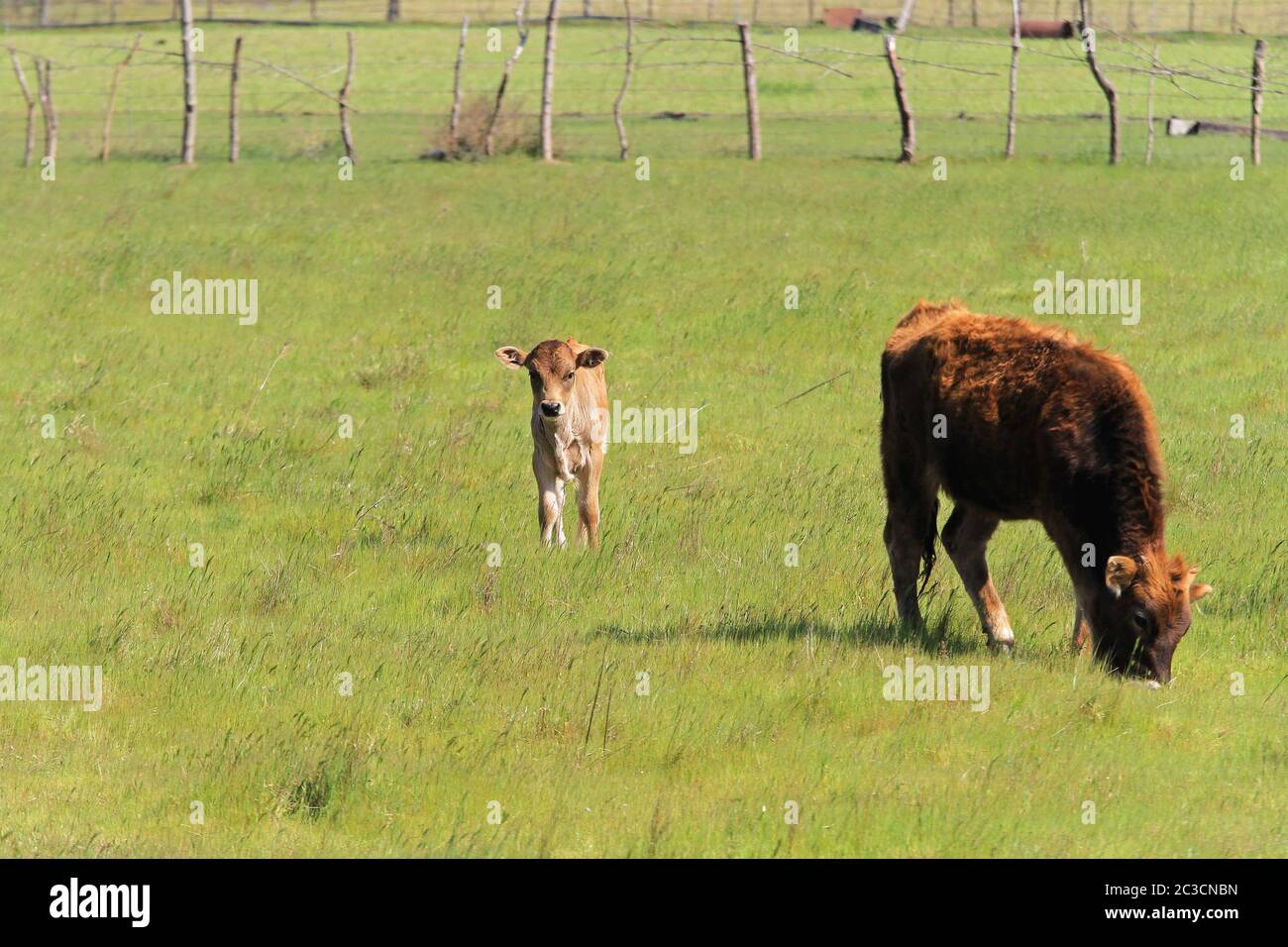 Baby cow grazing on hi-res stock photography and images - Alamy
