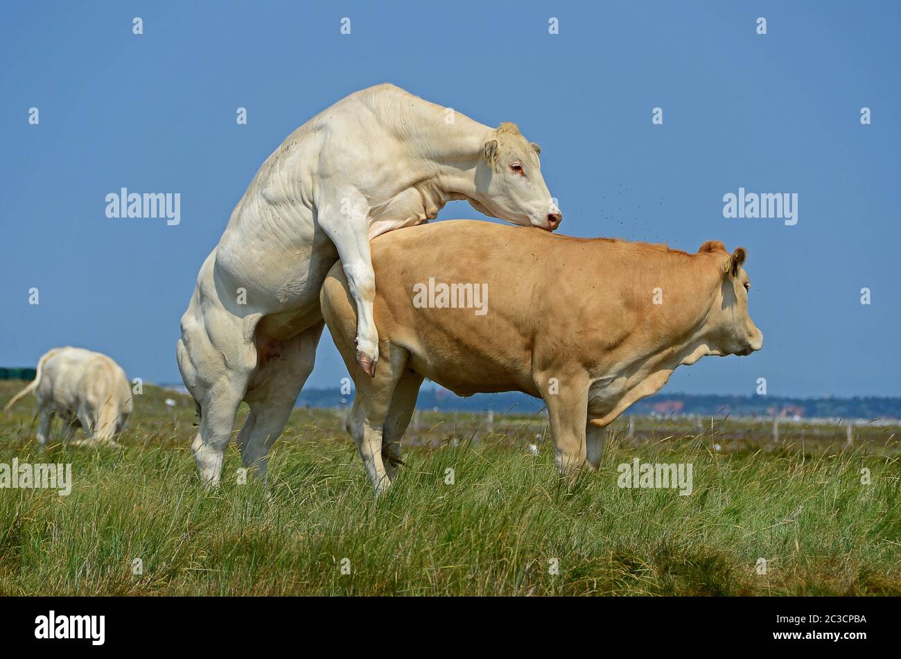 white cow Stock Photo