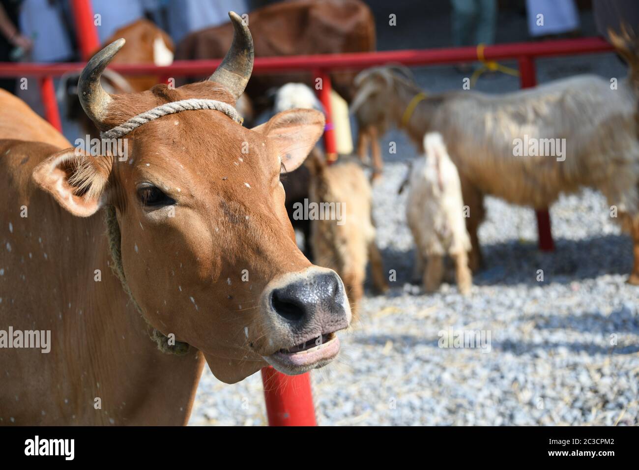 Livestock Market Animal Market SARS Coronavirus Virus Disease Corona Outbreak Pandemic China Africa Asia India India Cow Ox and Claw Edge Goat Goat Sheep Sheep Sheep Beef Health Health Danger Cattle Danger Stock Photo