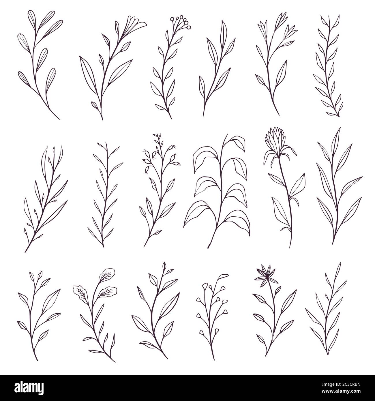 Hand drawn botanical elements collection Stock Vector Image & Art - Alamy
