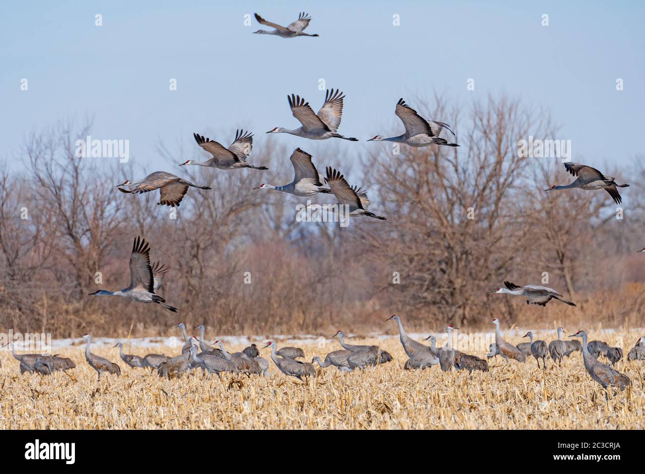 Sandhill Cranes taking off from a Farm Field near the Platte River near Kearney, Nebraska Stock Photo