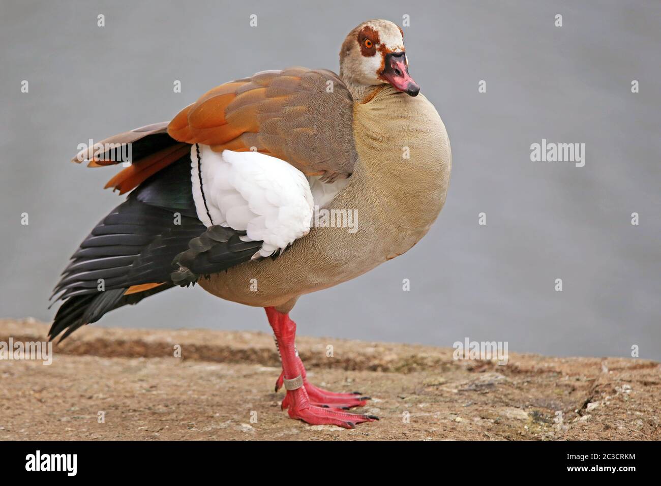 Nilgans Alopochen aegyptiacus am Wieblinger Wehrsteg Stock Photo