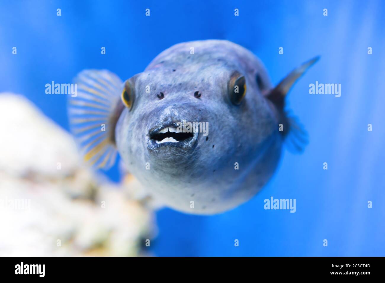 Fugu fish as nature underwater sea life Stock Photo
