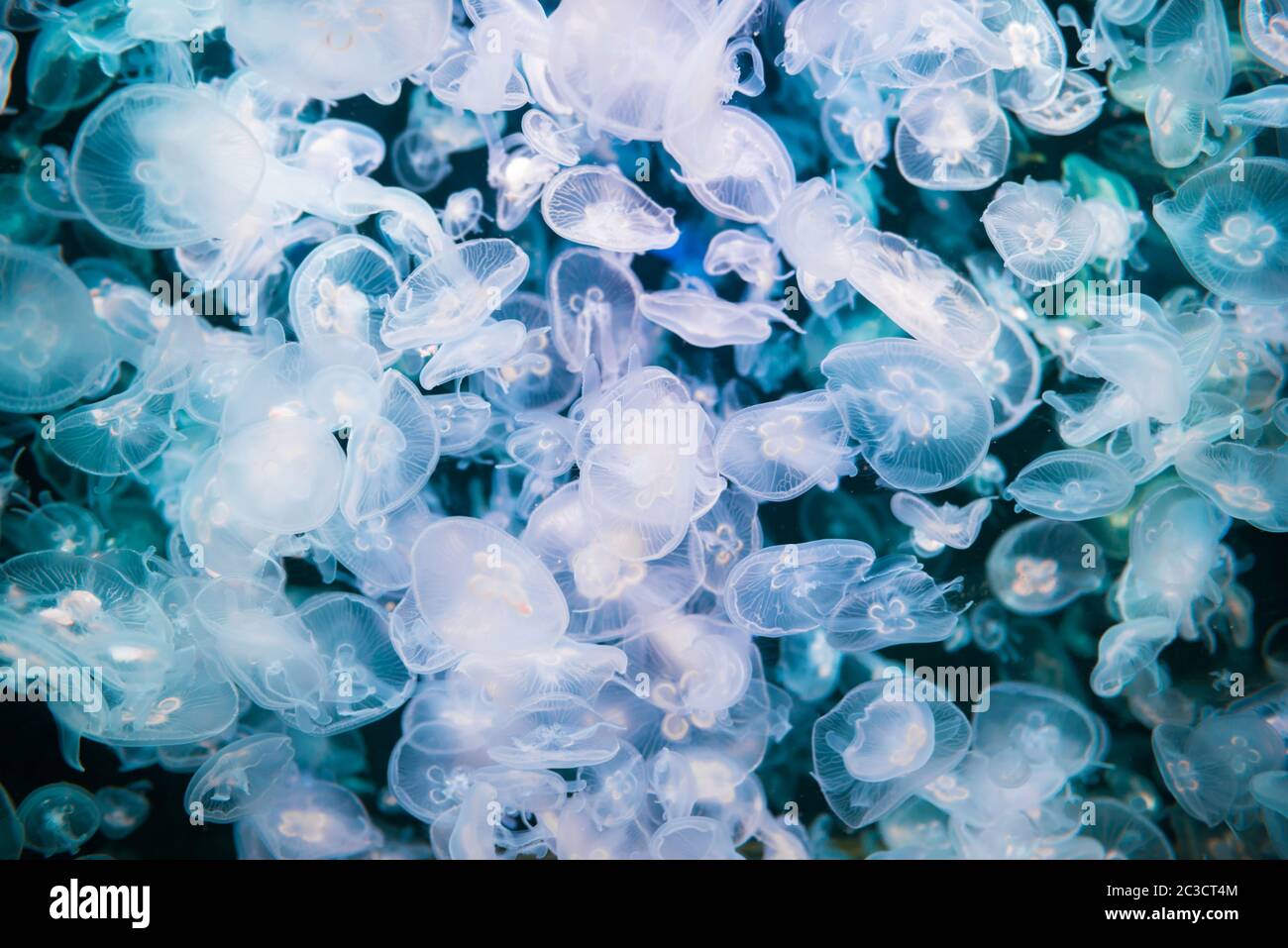Many jellyfishes aurelia aurita Stock Photo