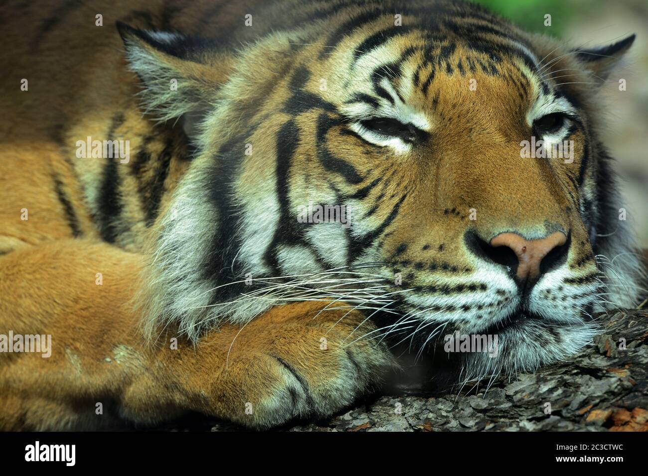 Usti Nad Labem, Czech Republic. 19th June, 2020. Two years old Malayan tiger called Bulan yawns inside its enclosure at the Usti nad Labem Zoo. Male Bulan born at Prague Zoo. In Usti Nad Labem, Czech Republic. 19th June, 2020. Two years old Malayan tiger called Bulan yawns inside its enclosure at the Usti nad Labem Zoo. Male Bulan born at Prague Zoo. In