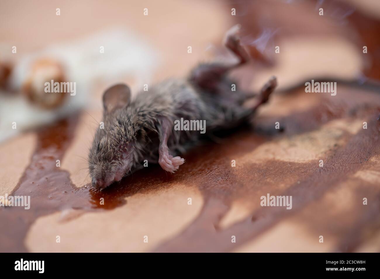 Воняет дохлой мышью. Воняет дохлой мышью. Воняет дохлой мышью. Воняет дохлой мышью. Мыши в квартире.