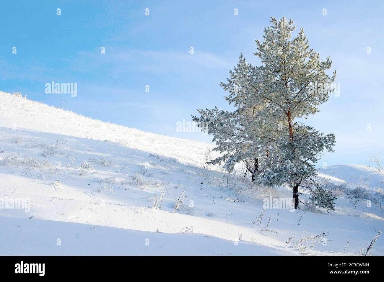 Lone tree evergreen pine tree snow hi-res stock photography and images ...
