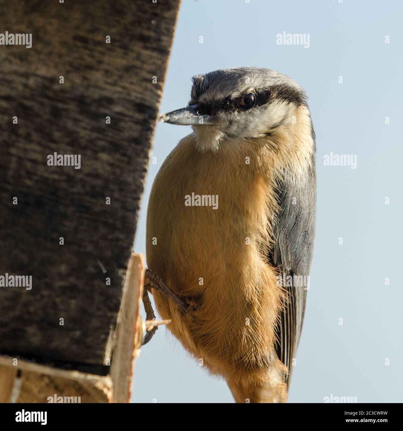 Looking to you! A nuthatch at a birdhouse Stock Photo