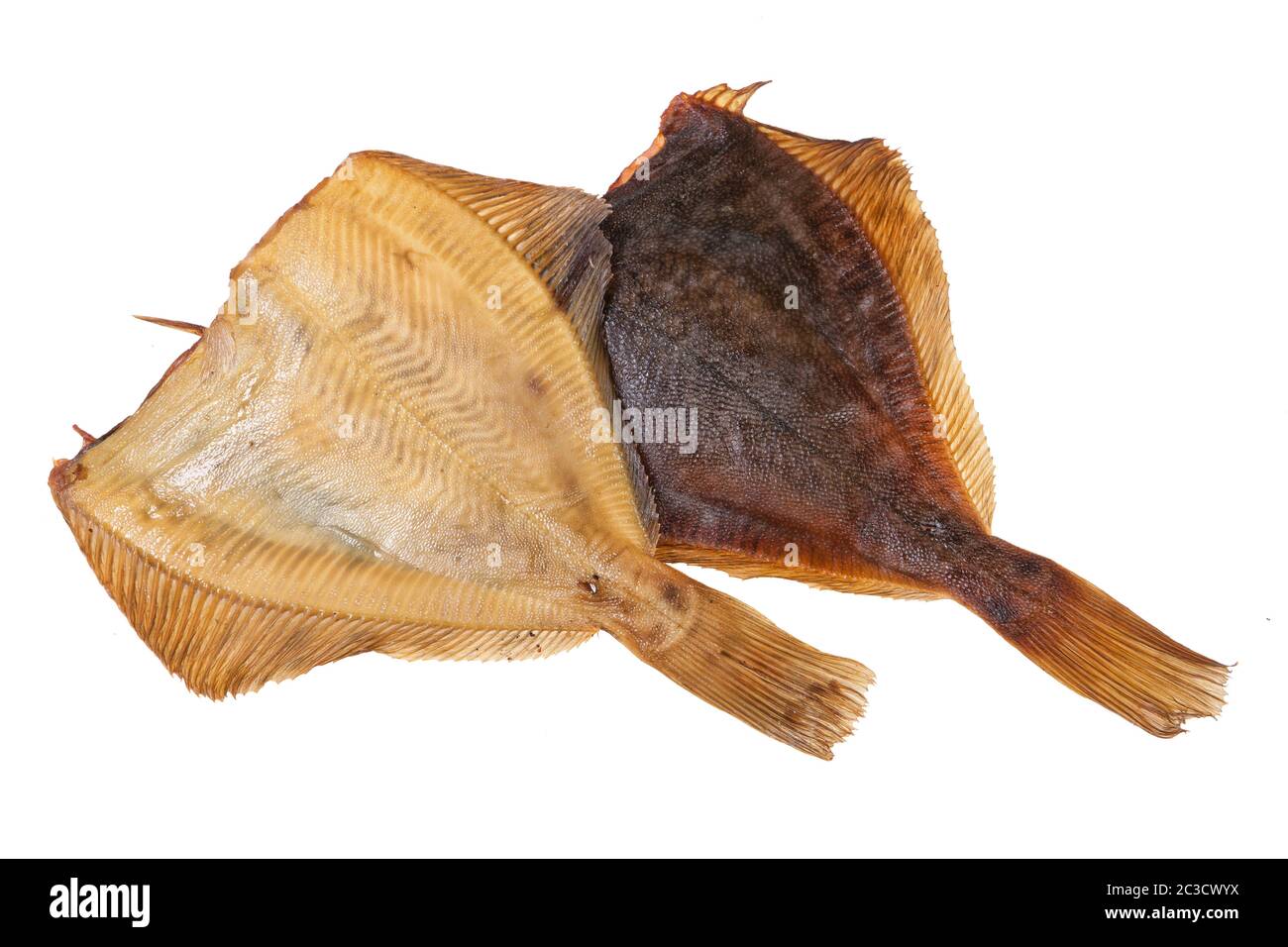 Fish Stock Photo