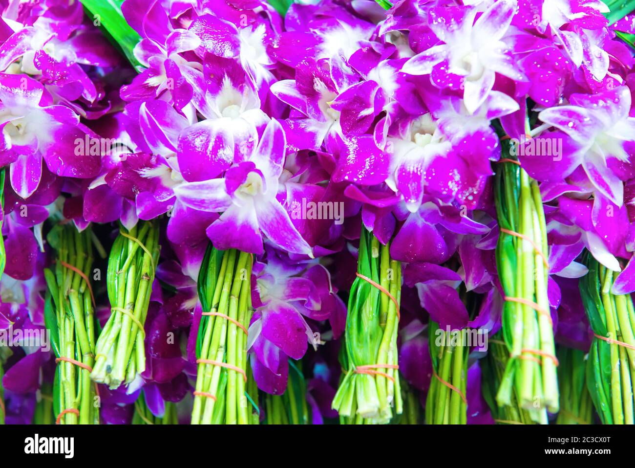 Closeup view of many pink orchid bouquets Stock Photo