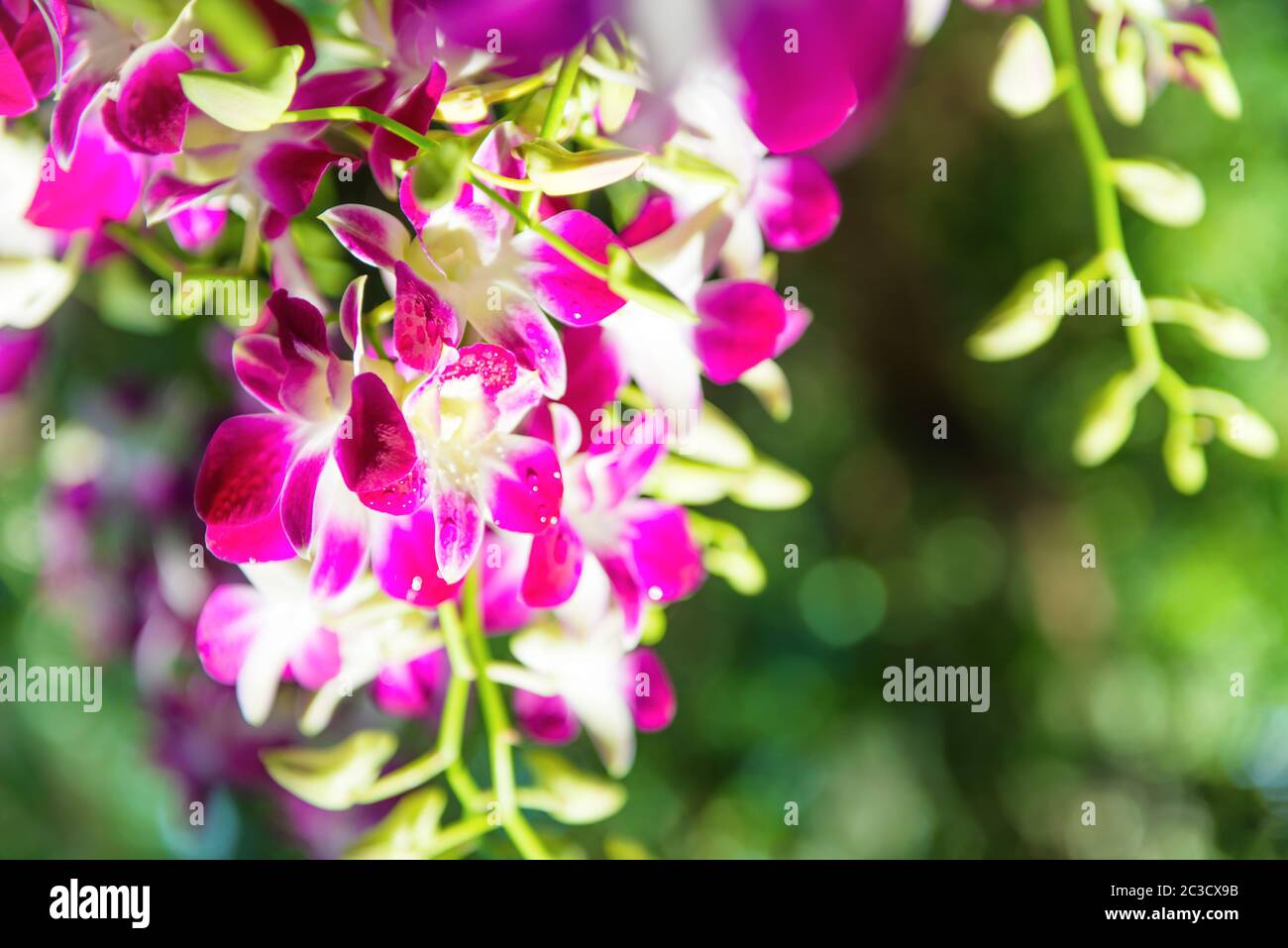 Closeup view of bloom of white, purple and pink tropical orchid flowers Stock Photo