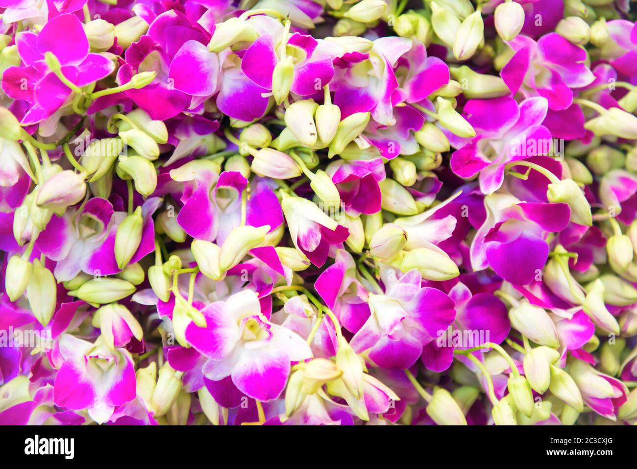 Closeup view of orchids can be used as flower background Stock Photo