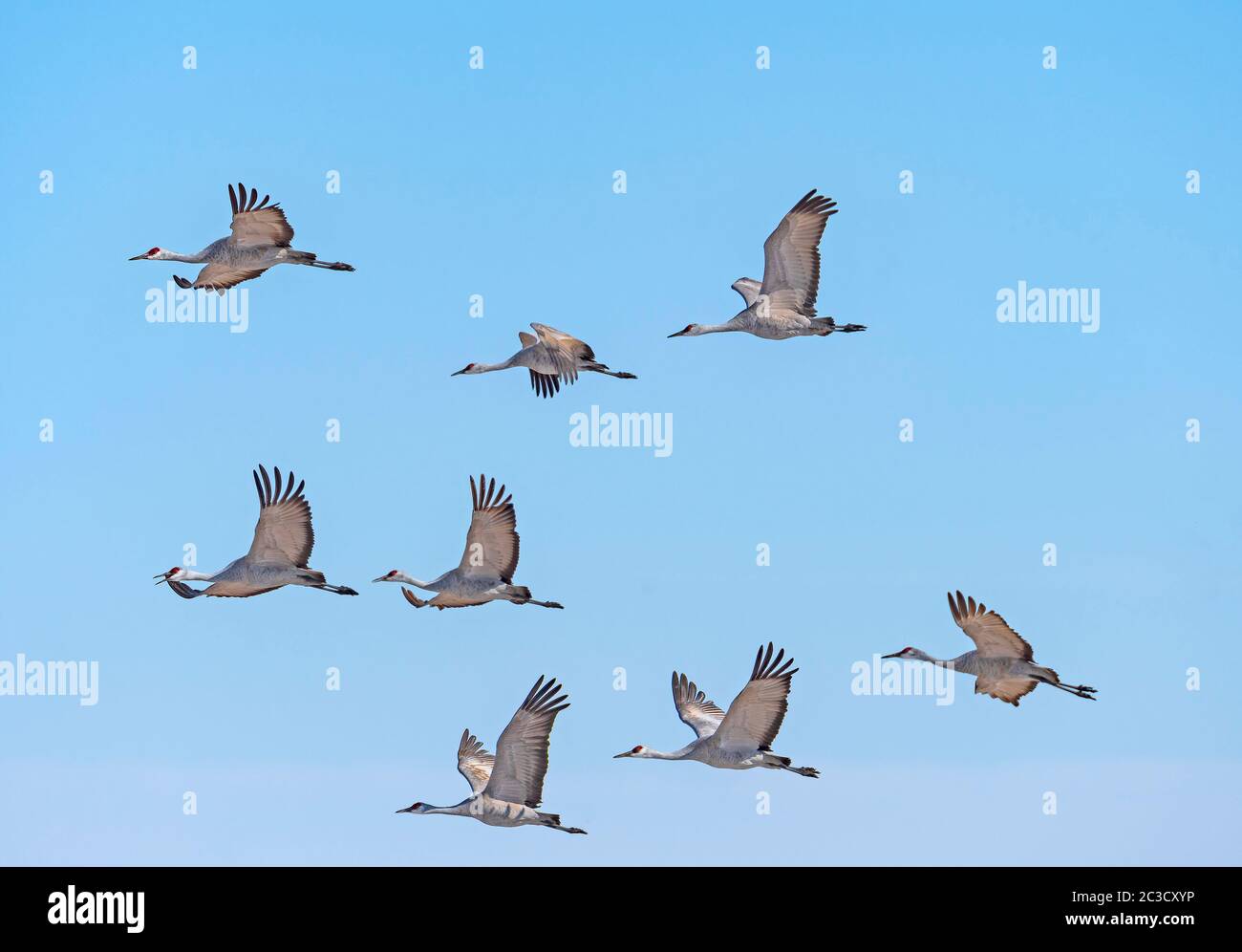 Flight of Sandhill Cranes on Migration near the Platte River in Kearney, Nebraska Stock Photo