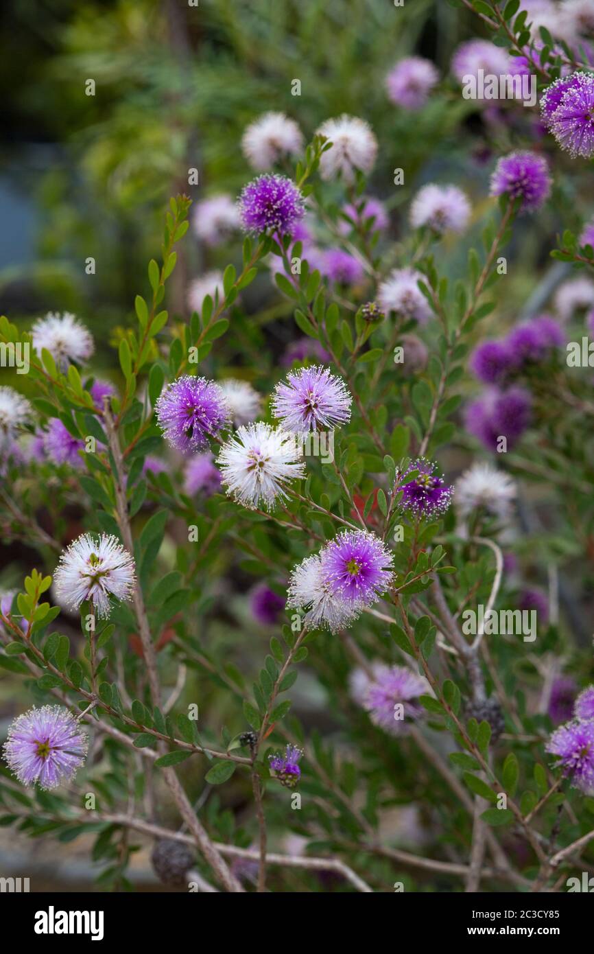 Melaleuca Nesophila High Resolution Stock Photography and Images - Alamy