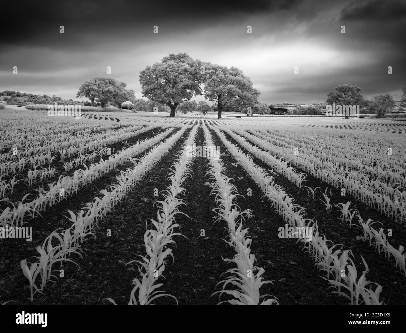 An infrared black and white image of the English countryside in summer near Wrington, North Somerset, England. Stock Photo