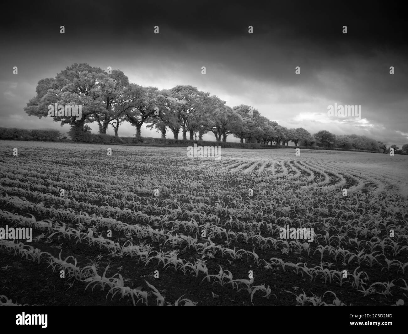 An infrared black and white image of the English countryside in summer near Wrington, North Somerset, England. Stock Photo