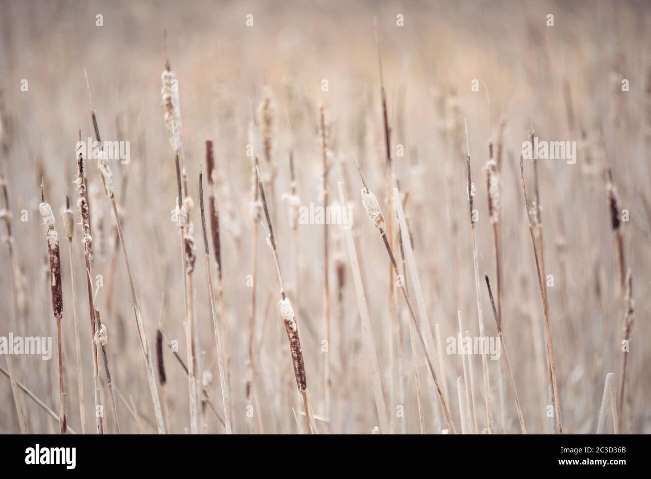 Spring foliage in breeze hi-res stock photography and images - Alamy